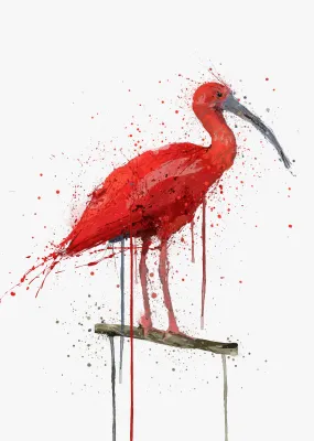 Scarlet Ibis Bird Wall Art Print